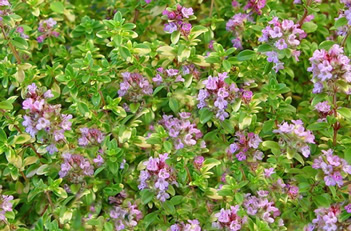 Thymus doerfleri Doone Valley Thyme